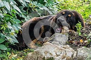 The Tibetan Mastiff puppy.