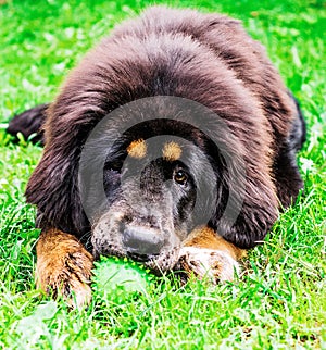 The Tibetan Mastiff puppy.