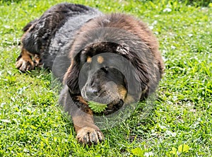 The Tibetan Mastiff puppy.