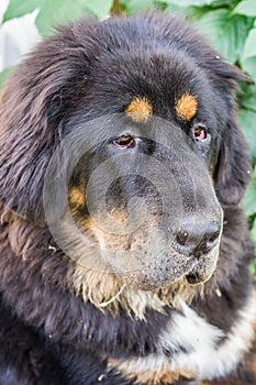 The Tibetan Mastiff puppy.