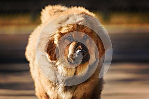 Tibetský doga šteňa 