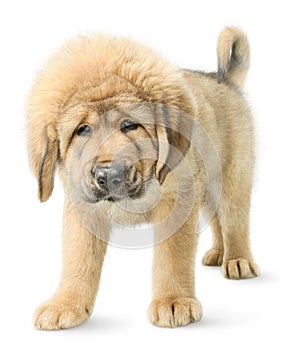 Tibetan mastiff puppy isolated on white