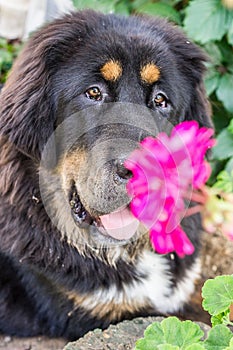 The Tibetan Mastiff puppy. photo