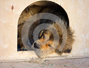 Tibetan Mastiff sleeps in a kennel