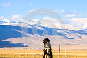 Tibetan mastiff