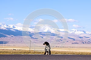 Tibetan mastiff