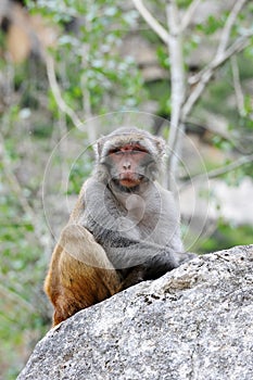 Tibetan monkey single