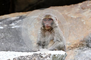 Tibetan monkey single