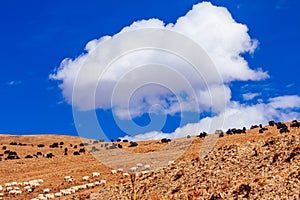 Tibetan mountains and wild yak