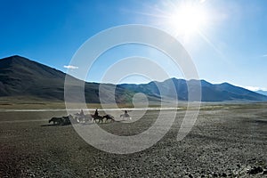 Tibetan nomads travelling with hourses and yaks. Ladakh highland