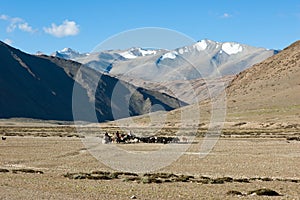 Tibetan nomads travelling with hourses and yaks. Ladakh highland