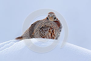 Tibetan Partridge, Perdix hodgsoniae, bird sitting in the snow and rock in the winter mountain. Partridge in the stone habitat,