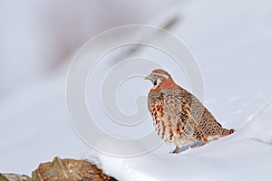 Tibetan Partridge, Perdix hodgsoniae, bird sitting in the snow and rock in the winter mountain. Partridge in the stone habitat,