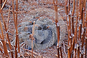 Tibetan Partridge, Perdix hodgsoniae, flock of birds sitting in the snow in the winter mountain. Partridge in the stone habitat,