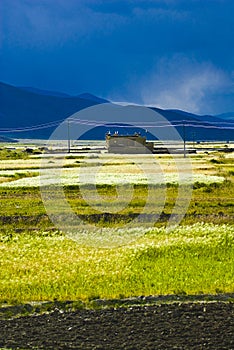 Tibetan rural landscape