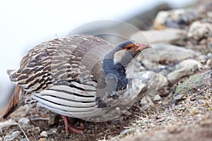 Tibetan Snowcock,Sagarmata National Park, Solu Khumbu, Nepal photo