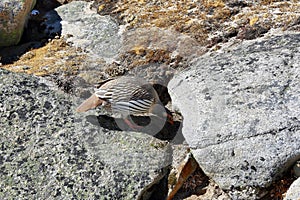 Tibetan Snowcock Tetraogallus tibetanus, Nepal photo