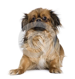 Tibetan spaniel, 4 years old, in front of white