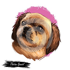 Tibetan Spaniel dog breed portrait isolated on white. Digital art illustration, animal watercolor drawing of hand drawn doggy for