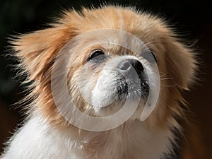 Tibetan spaniel portrait