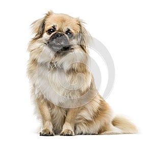 Tibetan Spaniel sitting, 2 years old ,