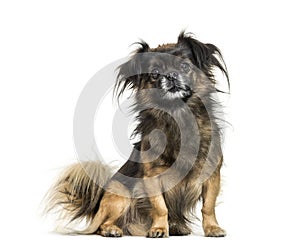 Tibetan spaniel sitting in front of white background