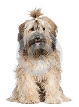 Tibetan Terrier, 1 year old, sitting