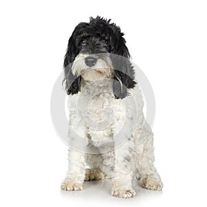 Tibetan Terrier (3 years)