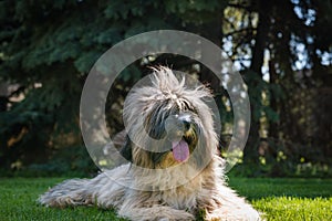 Tibetan Terrier