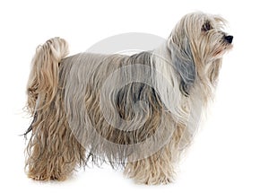 Tibetan terrier