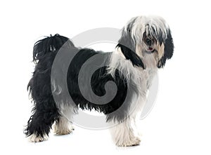 Tibetan terrier