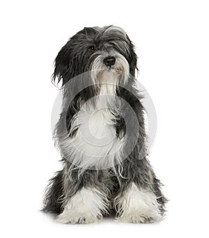 Tibetan Terrier 6 years