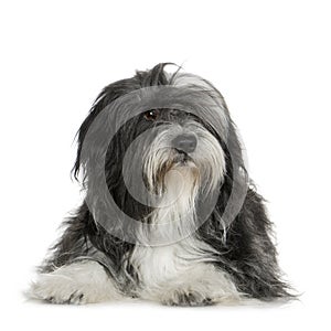 Tibetan Terrier (6 years)