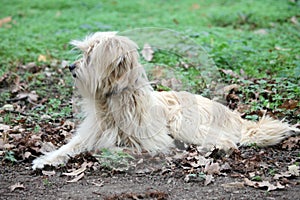 Tibetan Terrier