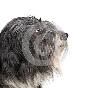 Tibetan Terrier (7 years)