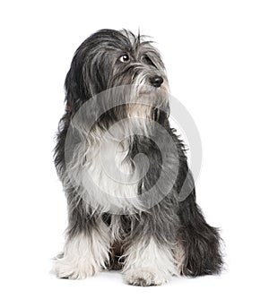 Tibetan Terrier (7 years) photo