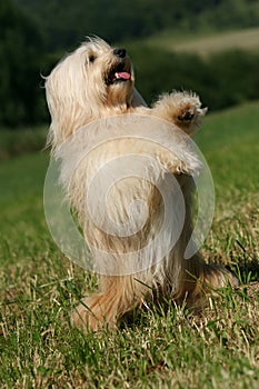 Tibetan Terrier