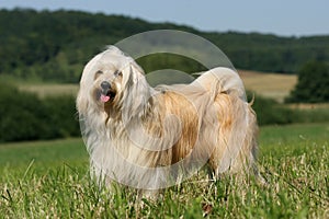 Tibetan Terrier