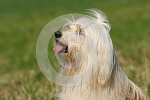 Tibetan Terrier