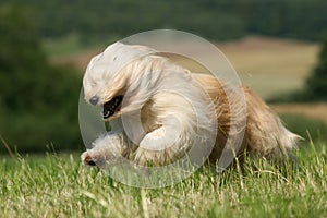 Tibetan Terrier