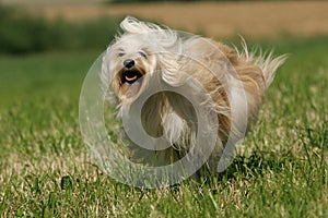 Tibetan Terrier