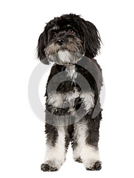 Tibetan Terrier (9 months)