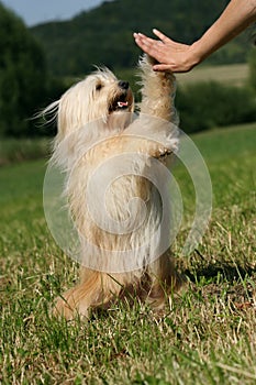Tibetan Terrier