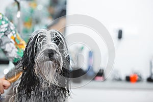 Tibetan Terrier  dog being dried after having a  bath