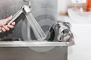 Tibetan Terrier dog getting washed at dog wash