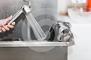 Tibetan Terrier dog getting washed at dog wash photo
