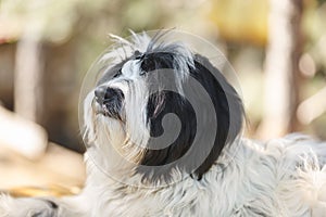 Tibetan terrier dog lying down and looking up towards its owner, close up