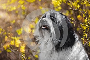 Tibetan terrier dog, sitting amongst spring flowers on a sunny day