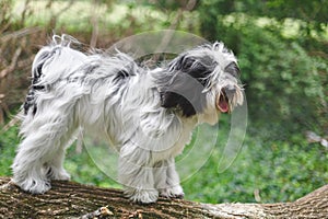 Tibetan terrier dog standing on fallen tree trunk in forest