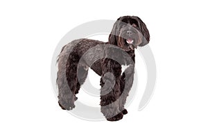 Tibetan Terrier Dog Standing Looking Forward